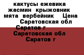 кактусы,ежевика, жасмин, крыжовник, мята, вербейник. › Цена ­ 70 - Саратовская обл., Саратов г.  »    . Саратовская обл.,Саратов г.